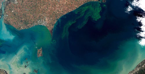 Toxic Algae Bloom in Lake Erie