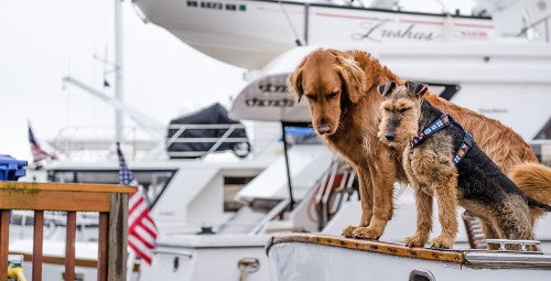 Dogs Boat