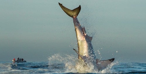 Great White Shark Breach