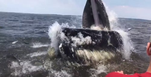 Humpback Whale Breach