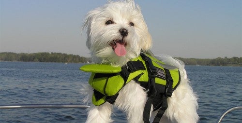 PFD For Pets